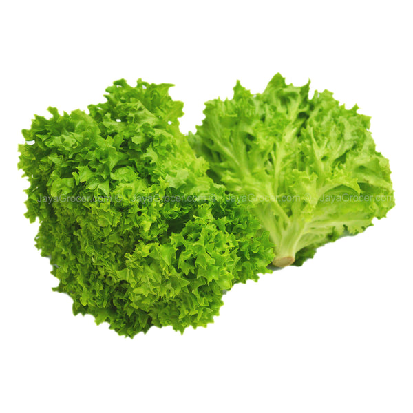 Genting Garden Green Coral Lettuce (Lollo Bionda) 170g (highest price)