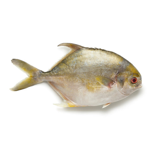 Frozen Golden Pomfret (Bawal Emas) 450g