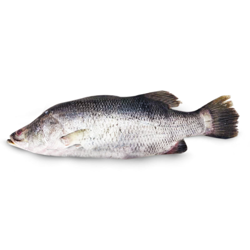 Barramundi/Siakap Whole 500g+/- (Gross Weight)