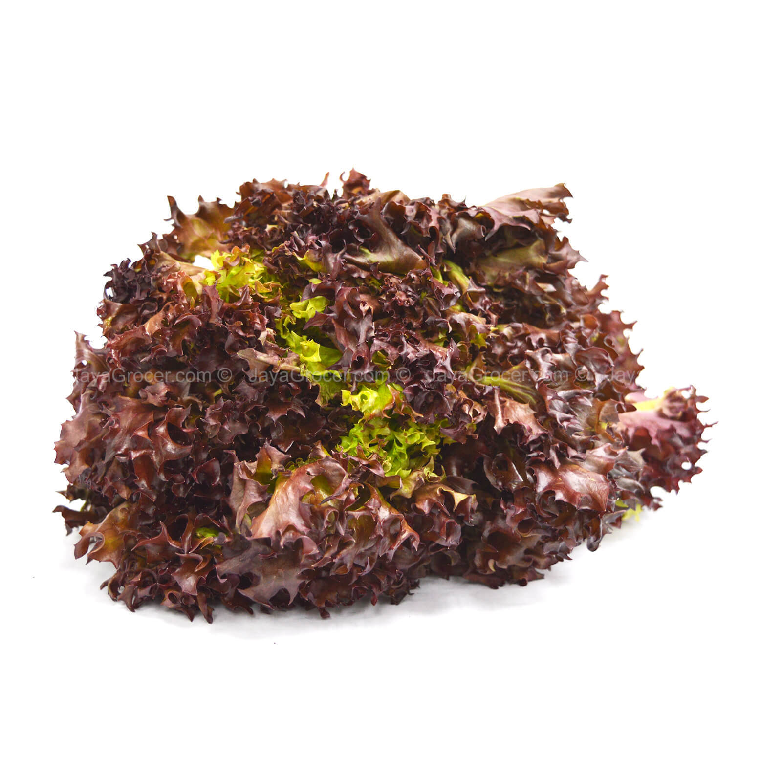 G/GARDEN LETTUCE RED CORAL 170G