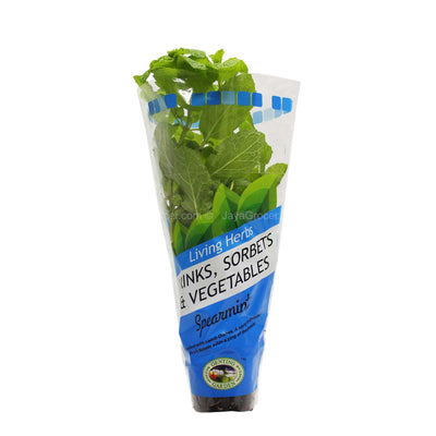 Genting Garden Living Herbs Drinks, Sorbets and Vegetables Spearmint 1pack